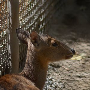 Calamian Deer