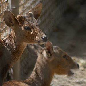 Calamian Deer