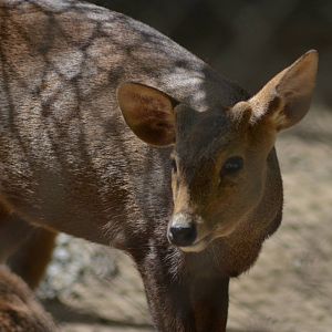 Calamian Deer