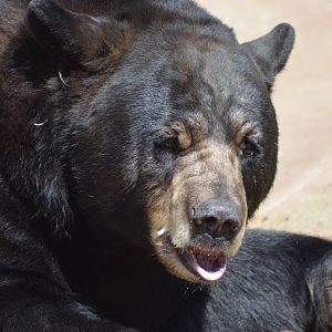 American Black Bear