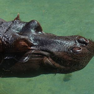 Common Hippopotamus