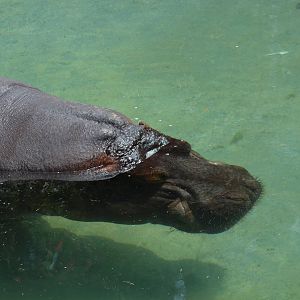 Common Hippopotamus