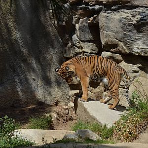 Sumatran Tiger