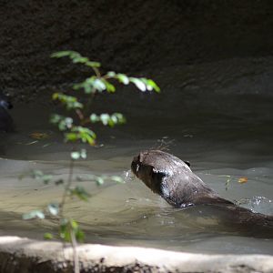 Giant Otters