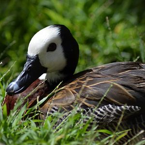 White-faced Whistling Duck