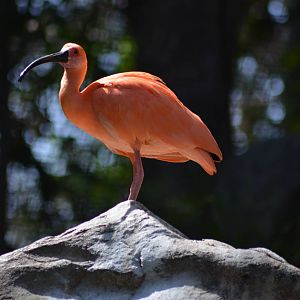 Scarlet Ibis