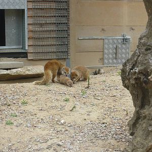 Yellow Mongoose baby