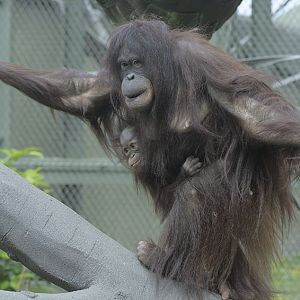 Bornean orang utans Leia and Latifah