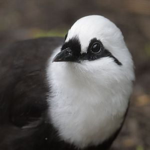 Black and white laughing thrush