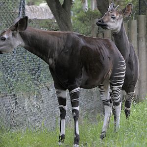Okapi courtship