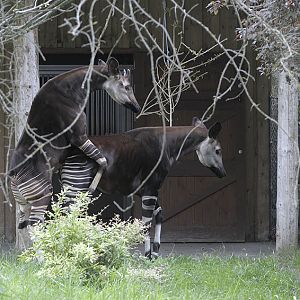 Okapi courtship