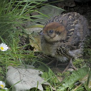Temmicnks tragopan chick