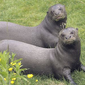 Giant otter pair