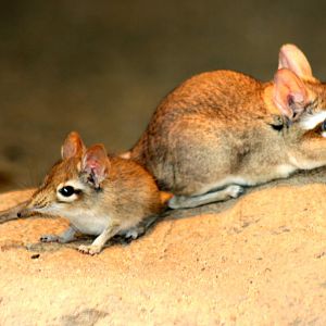 Rufous elephant shrew with youngster; Cologne; 24th May 2011