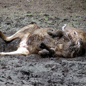Cervus albirostris / White-lipped deer (female), 28-05-2011.