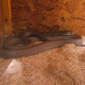 The King Cobra Sanctuary