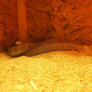 The King Cobra Sanctuary