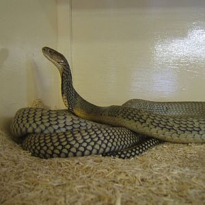 The King Cobra Sanctuary