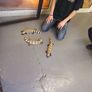 The King Cobra Sanctuary