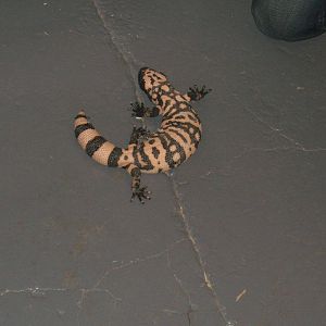 The King Cobra Sanctuary