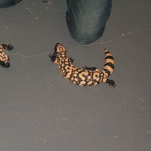 The King Cobra Sanctuary