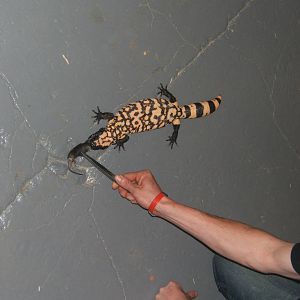 The King Cobra Sanctuary