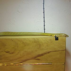 The King Cobra Sanctuary