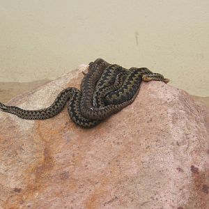The King Cobra Sanctuary