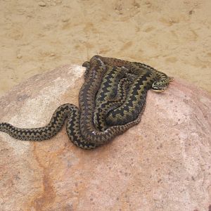 The King Cobra Sanctuary