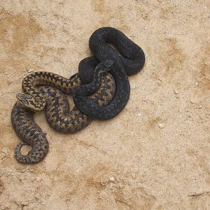 The King Cobra Sanctuary