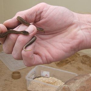 The King Cobra Sanctuary