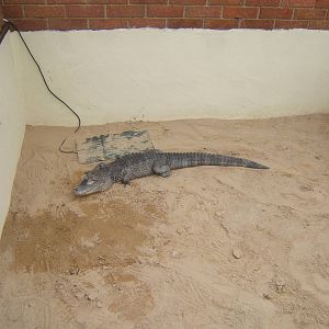 The King Cobra Sanctuary