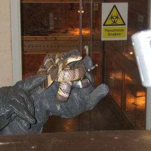 The King Cobra Sanctuary