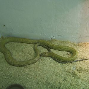 The King Cobra Sanctuary