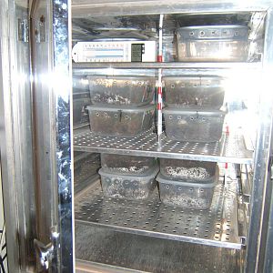 The King Cobra Sanctuary