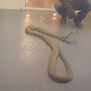 The King Cobra Sanctuary