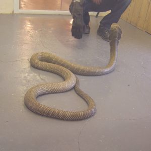 The King Cobra Sanctuary