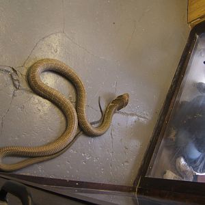 The King Cobra Sanctuary