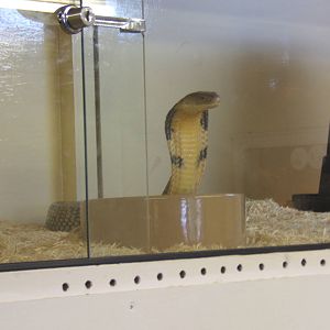 The King Cobra Sanctuary