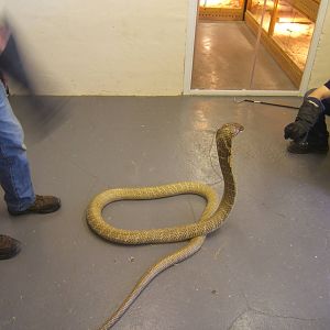 The King Cobra Sanctuary