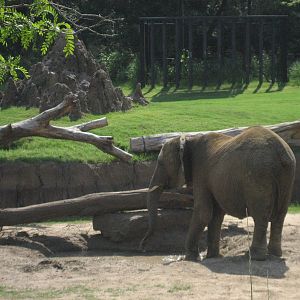 Mud wallow-elephant sunscreen