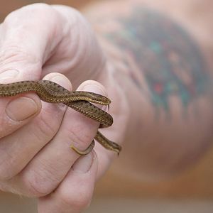 European adder hatchiling