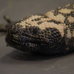 Banded Gila monster
