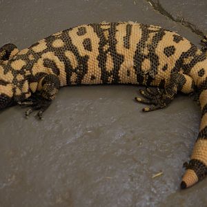 Banded Gila monster