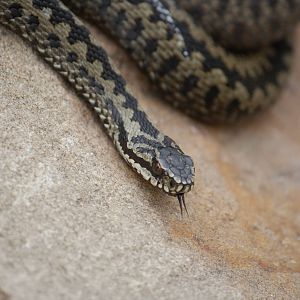 European adder