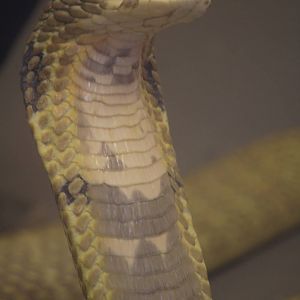 King cobra hooding