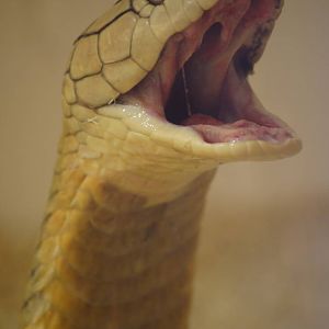 King cobra