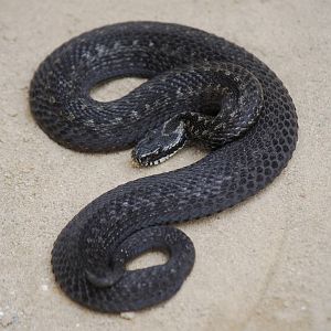 Melanistic adder