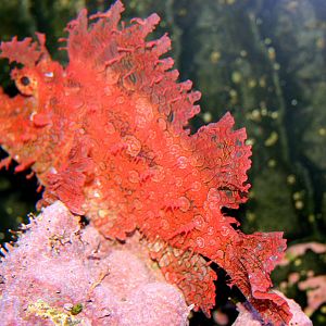 Weedy scorpionfish; Cologne; 24th May 2011