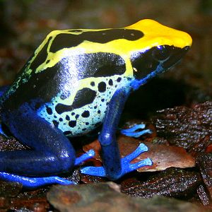 Dyeing poison arrow frog; Cologne; 24th May 2011